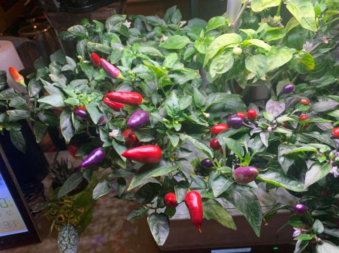 purple super hot pepper ready to harvest