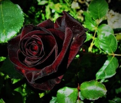 Black baccara hybrid exotic rose