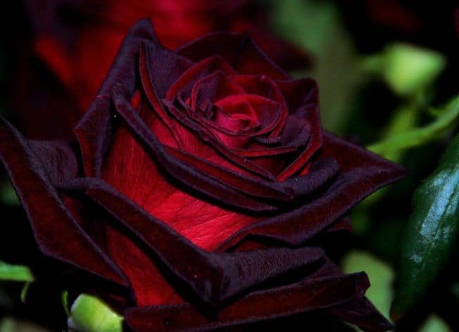 magic black rose exotic rose