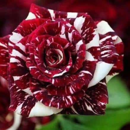 Dark red and white rose exotic rose