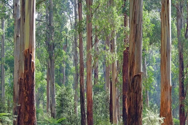 Eucalyptus trees growing for firewood