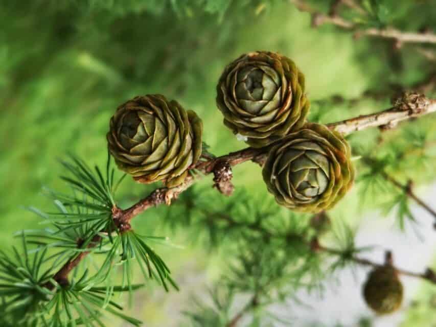 Conifers hanging from a tree