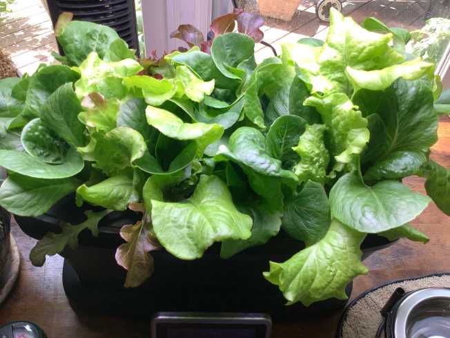 Romaine lettuce growing in aerogarden
