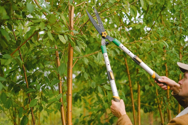 man pruning his tree to prevent stem snapping