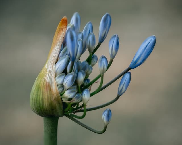 Image of a plant growing seeds from what appears to be a bulb