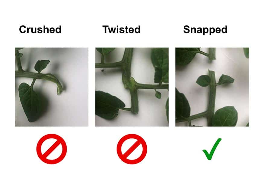 different types of plant stem breaks