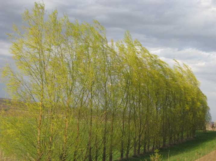Austree willow tree hybrid growing for firewood