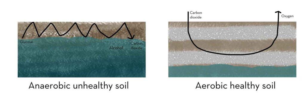 healthy aerobic soil and unhealthy anaerobic soil Diagram