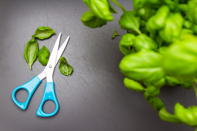 Scissors used for cutting microgreens